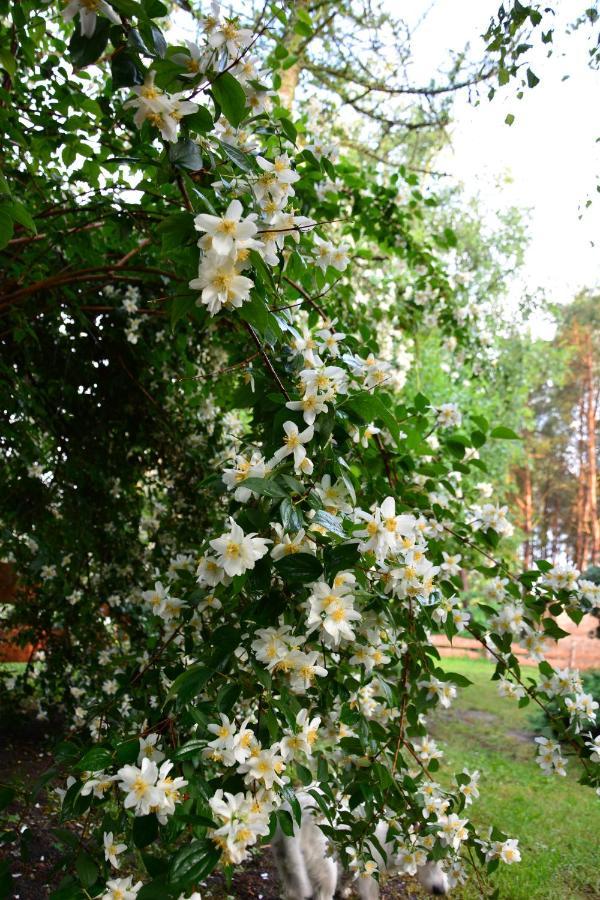 Sowa I Kumple Villa Drezdenko Luaran gambar